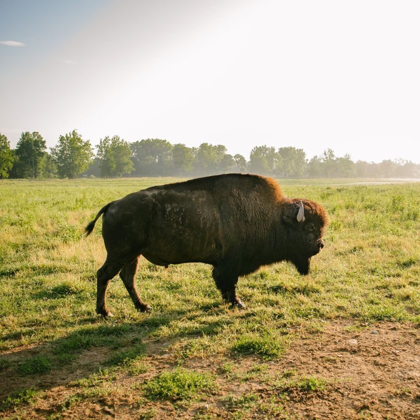 Bison