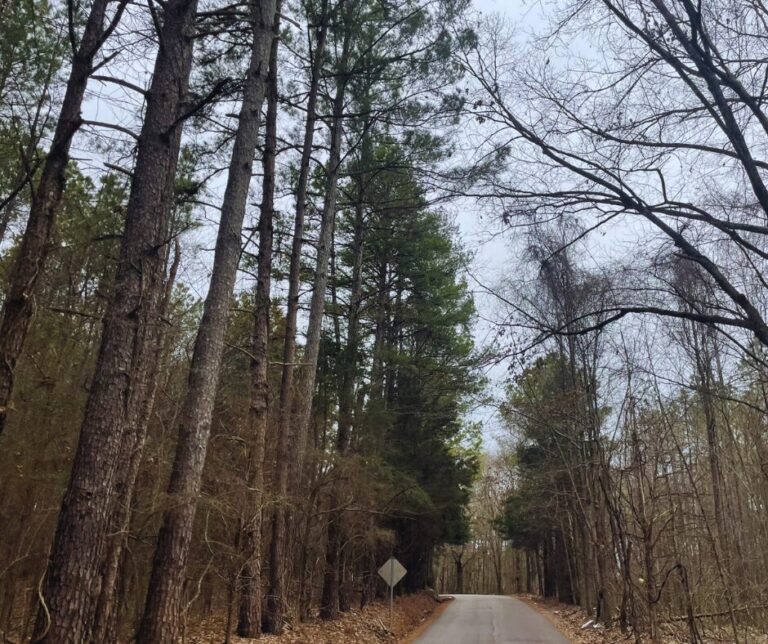 Untitled design(165)