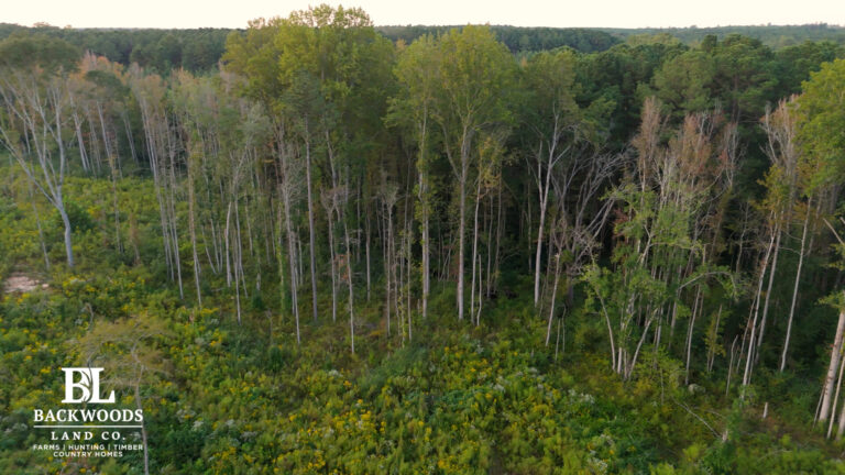 hayes leak county pics10