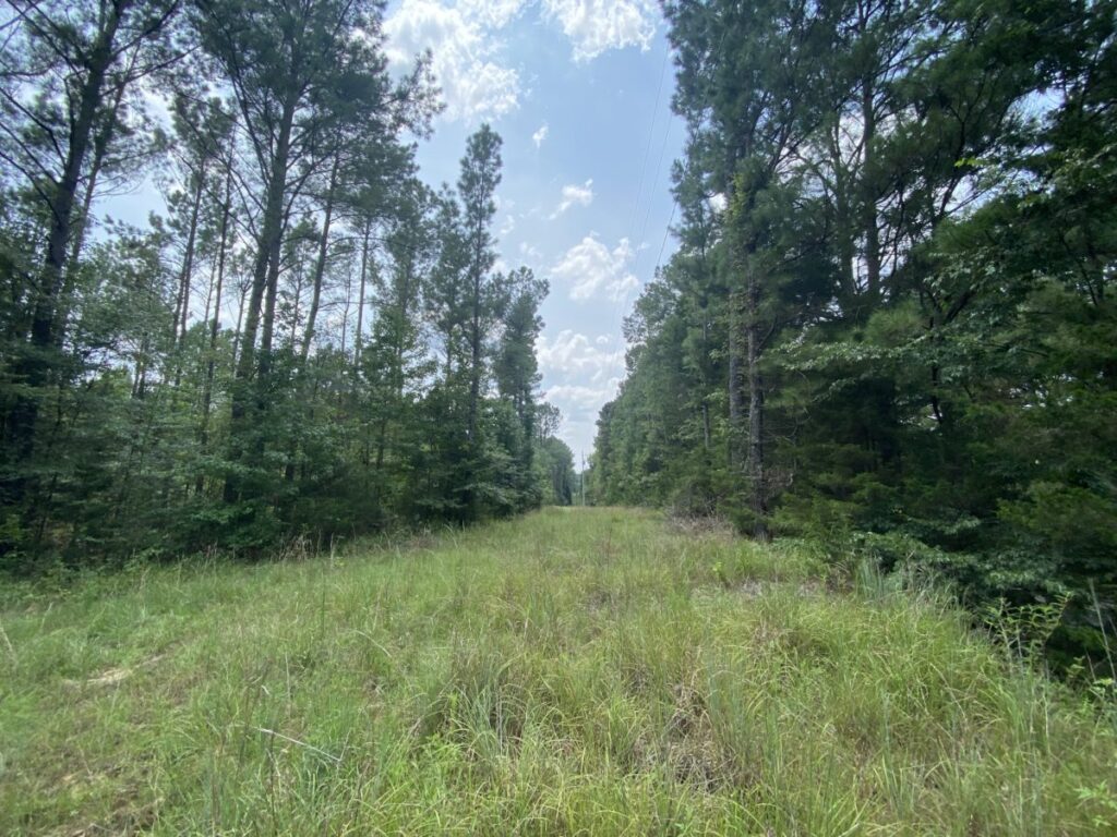 draw turkeys to your land