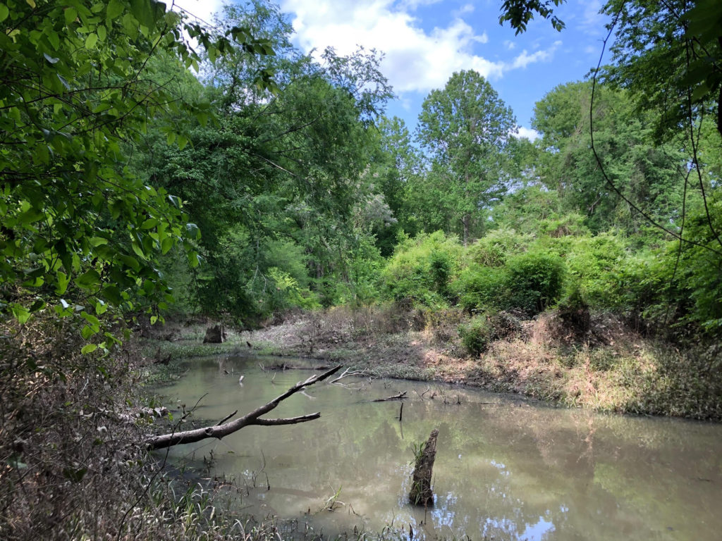 increase turkey numbers on your land for hunting