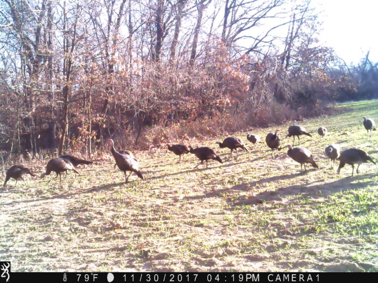 1619:113017:79F:CAMERA1   :3