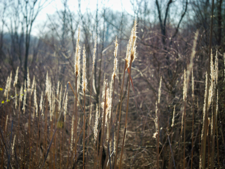 Carroll County, MS PhotosLeflore County, MS Photos-49