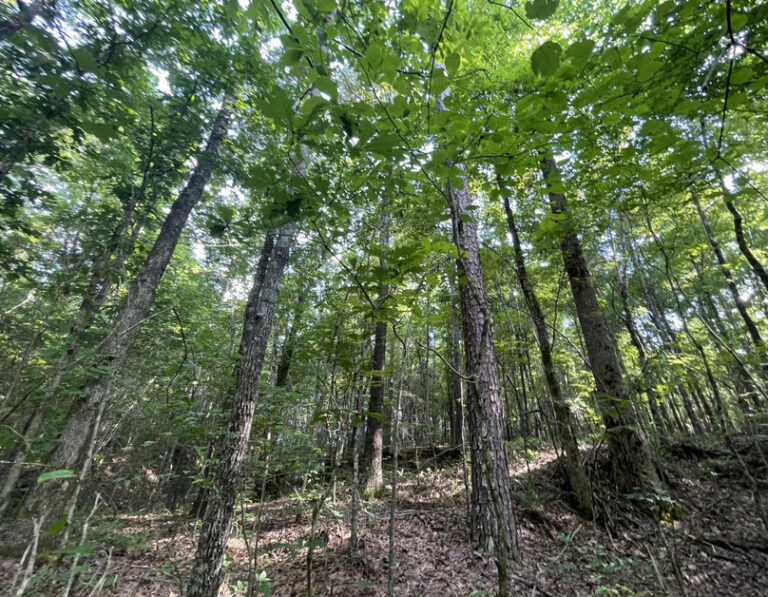 Screenshot 2024-06-21 123305