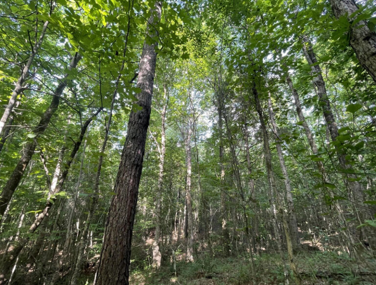 Screenshot 2024-06-21 123318