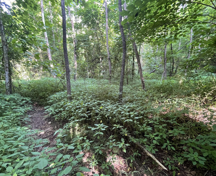 Screenshot 2024-06-21 123350