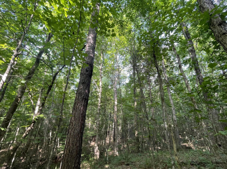 Screenshot 2024-06-21 123509