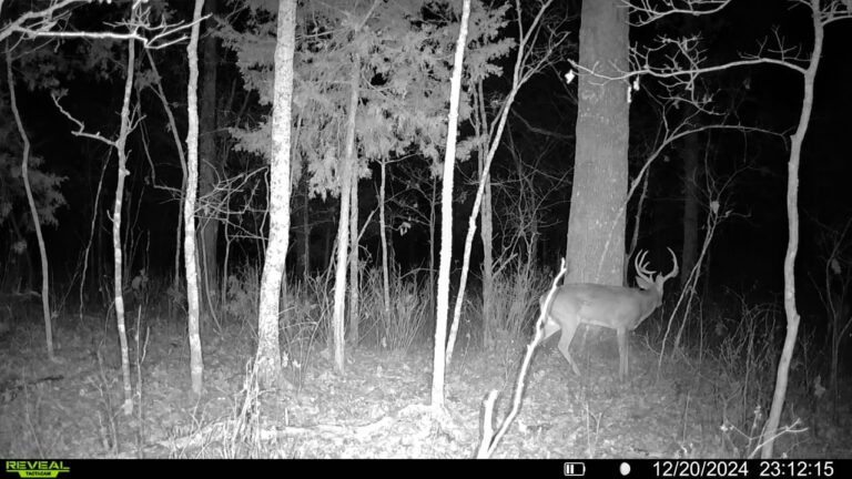 016579005780197-38-4-12202024231215-SYFW01000