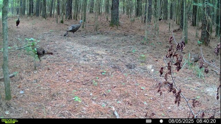 Screenshot 2025-10-28 103255