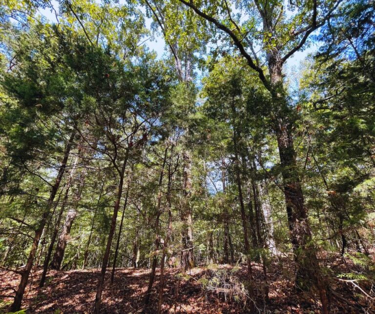 Copy of Untitled Design(20)