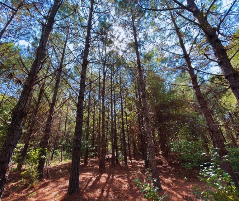 Copy of Untitled Design(21)