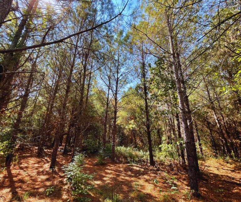 Copy of Untitled Design(22)