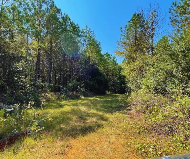 Copy of Untitled Design(30)