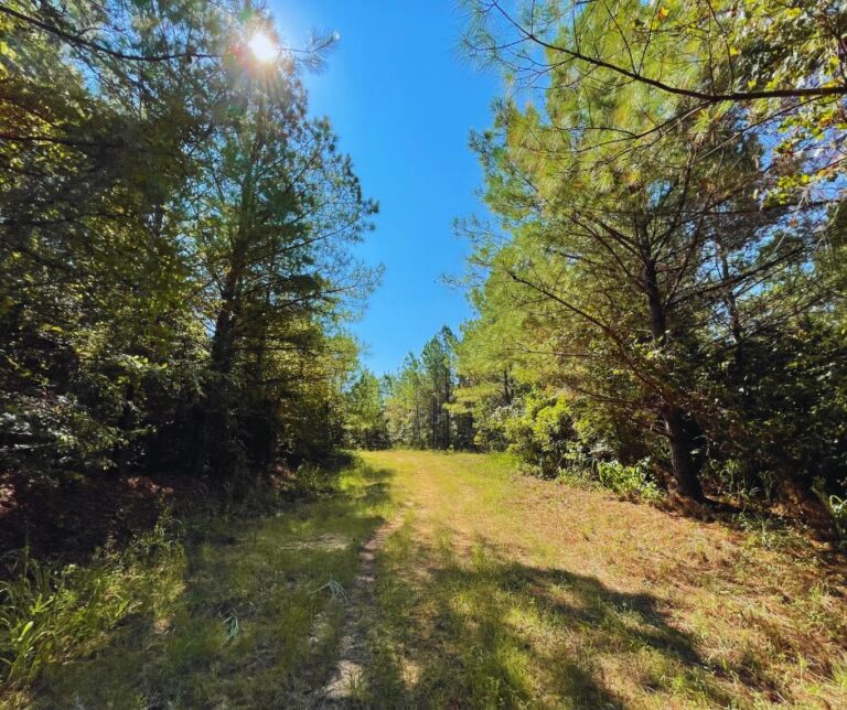 Copy of Untitled Design(31)