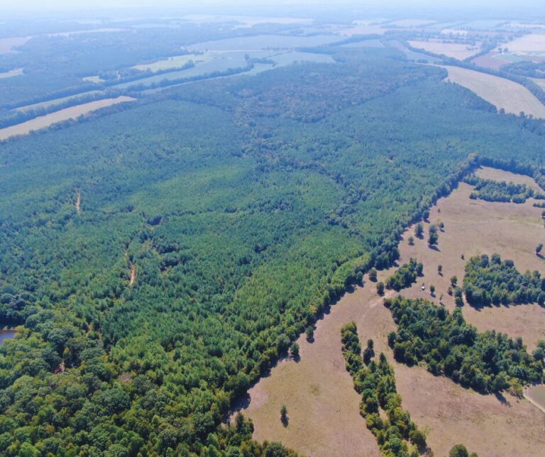 Copy of Untitled Design(52)