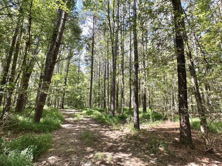16 (18)
