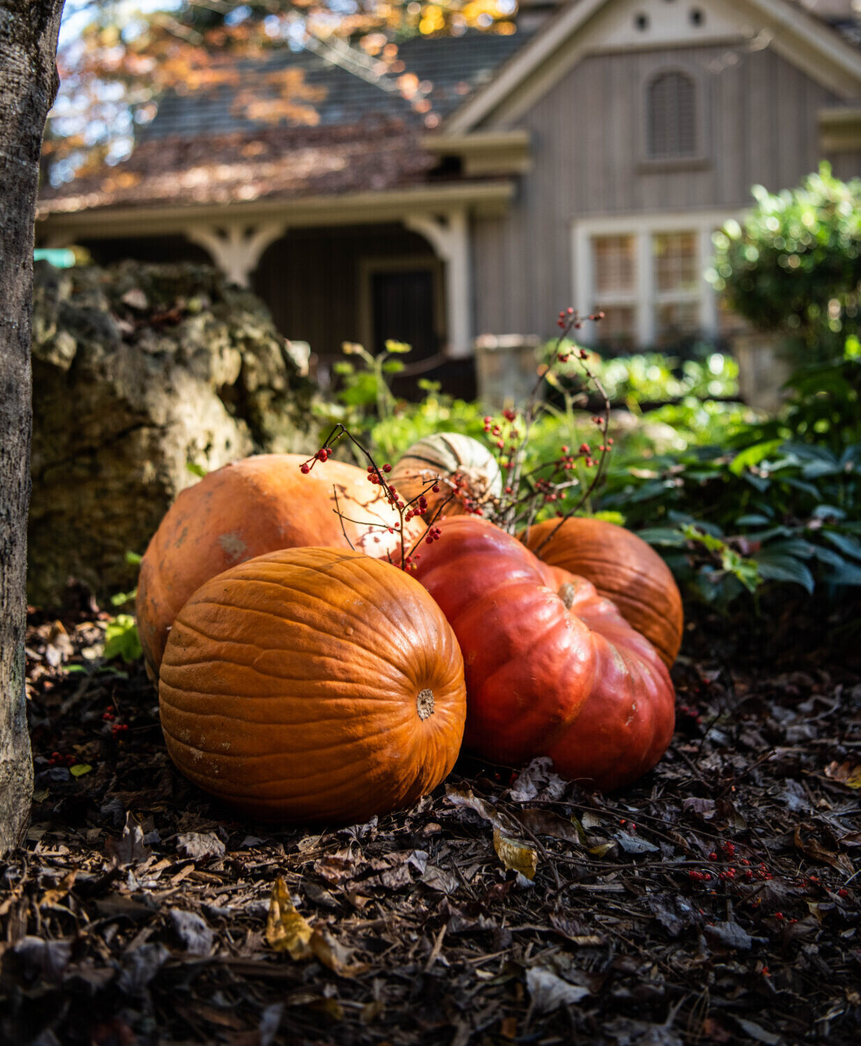 Pumpkins