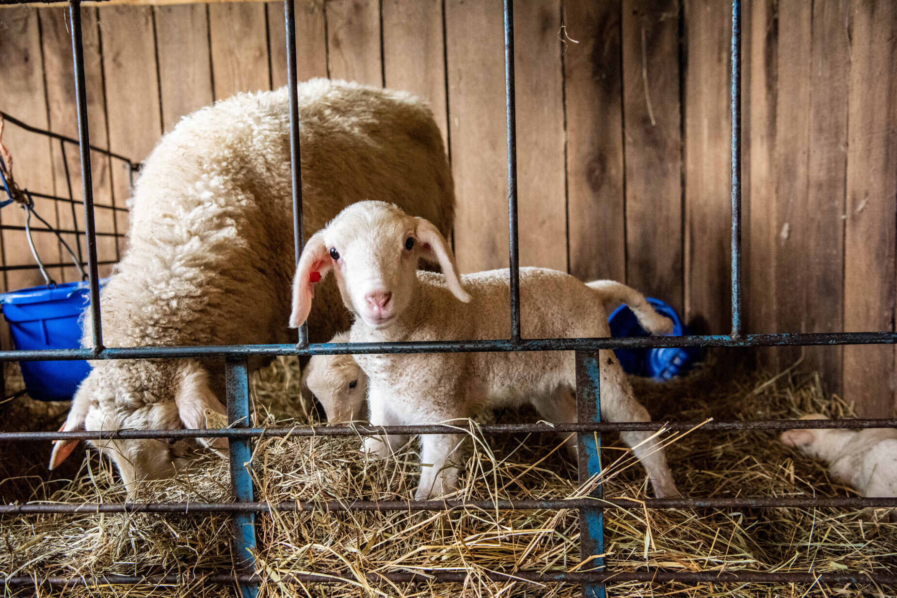 Lambs