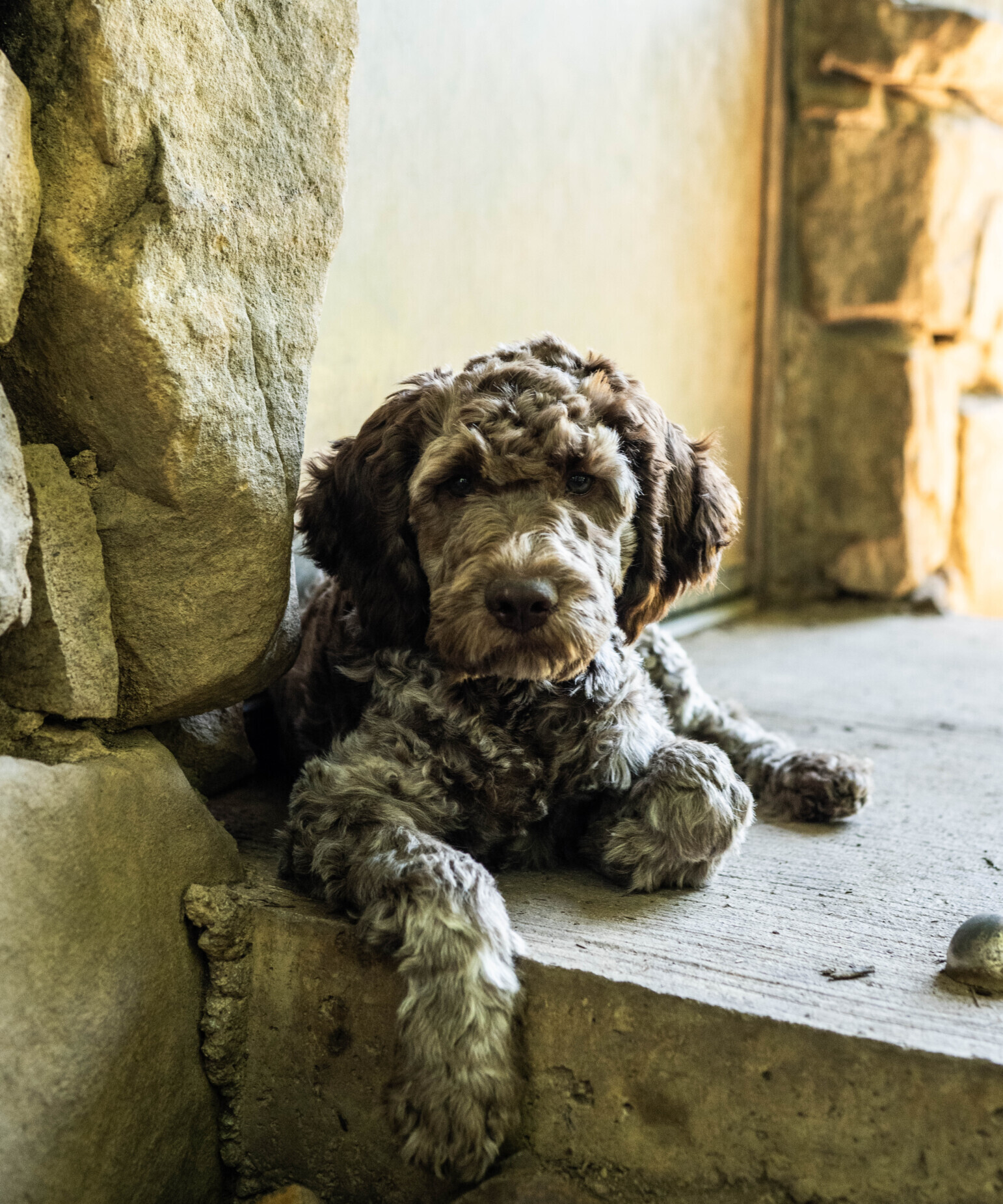 Lagotto Romagnolo Pup