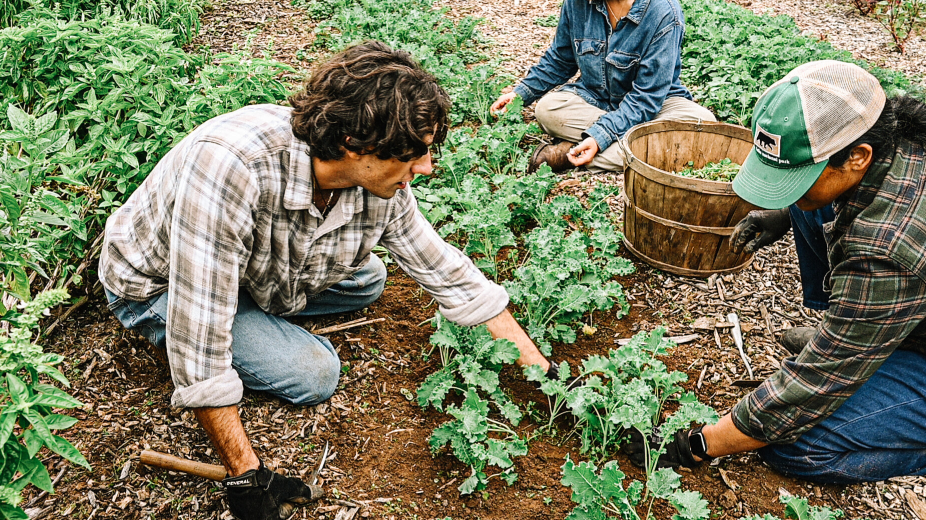 BF 25 10 21 RAU GARDEN PERSIMMONS 0026