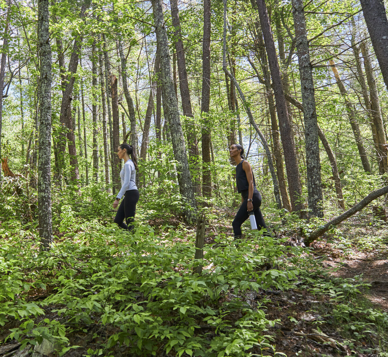 Deep Healing Woods Hike