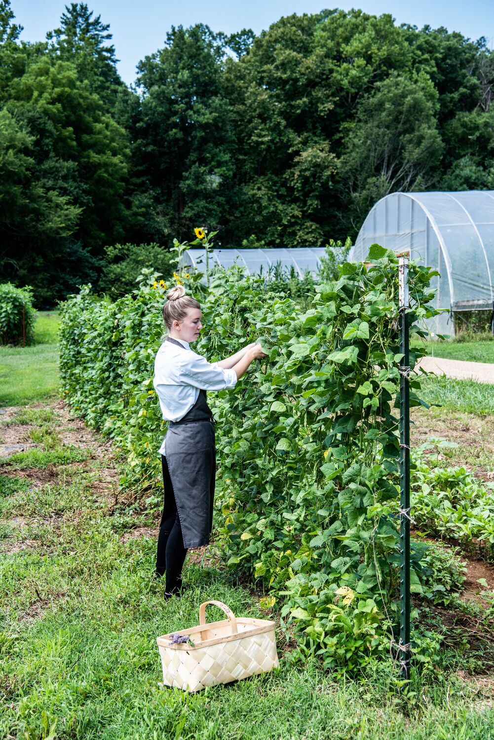 Blackberry Why
Lindsay Fitzgerald