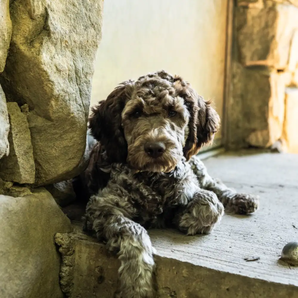 Lagotto Romagnolo Pup