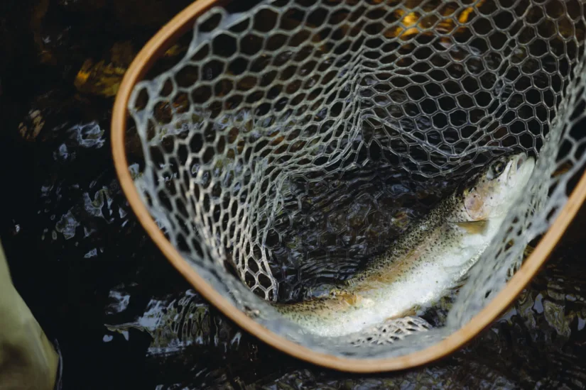 Fish in Net