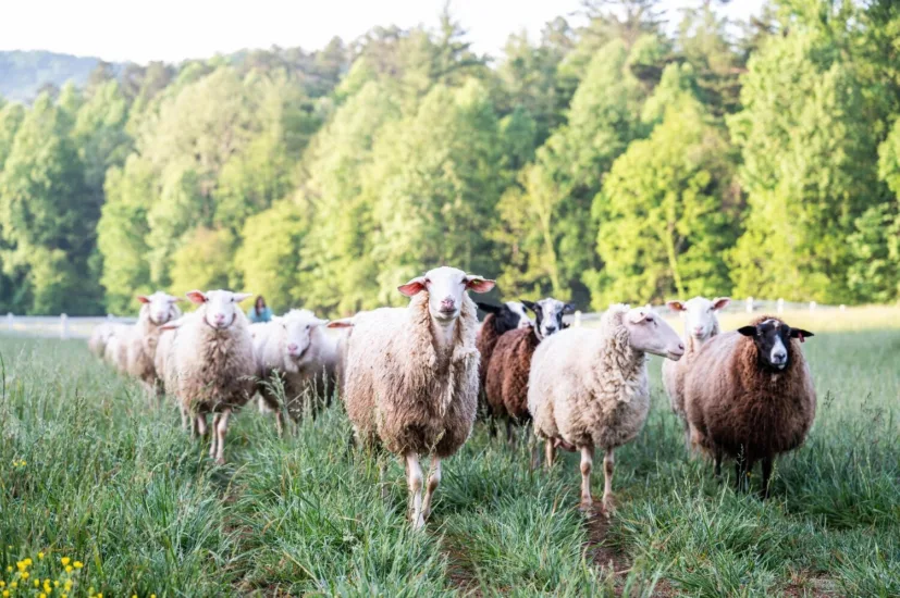 Herd of Sheep
