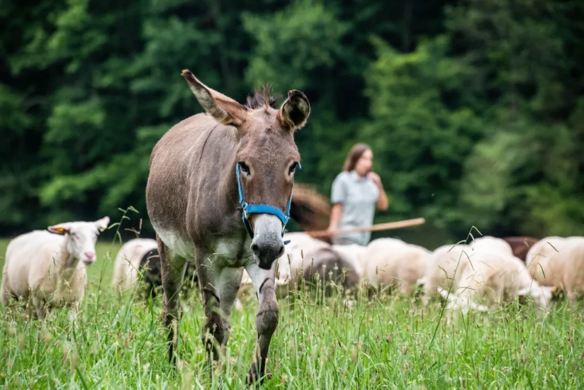 Donkey Walking with Herd of Sheep