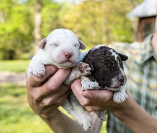Newborn Truffle Puppies