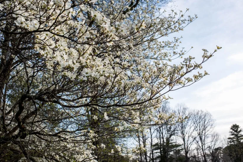 White Flower Blooms on Tree