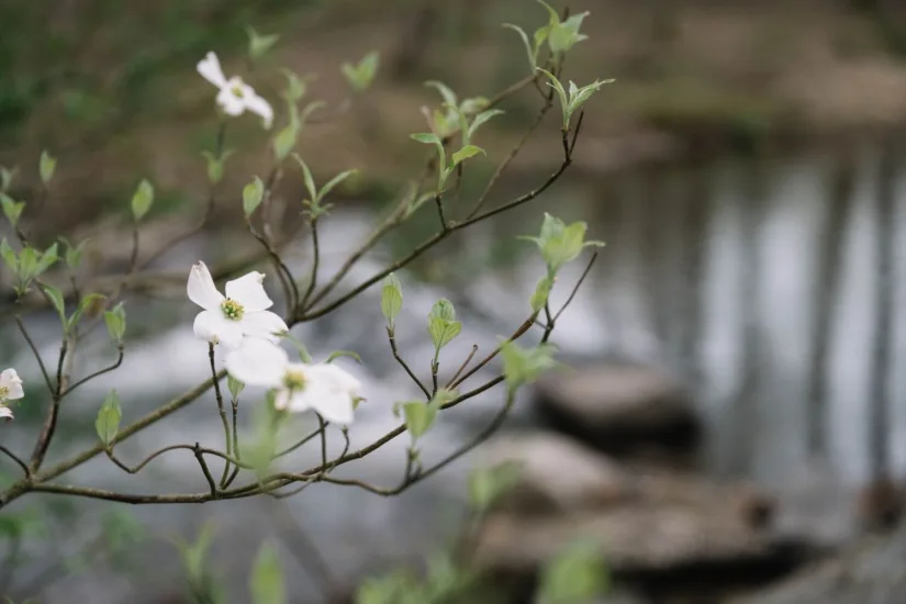Flower Blooms on Tree