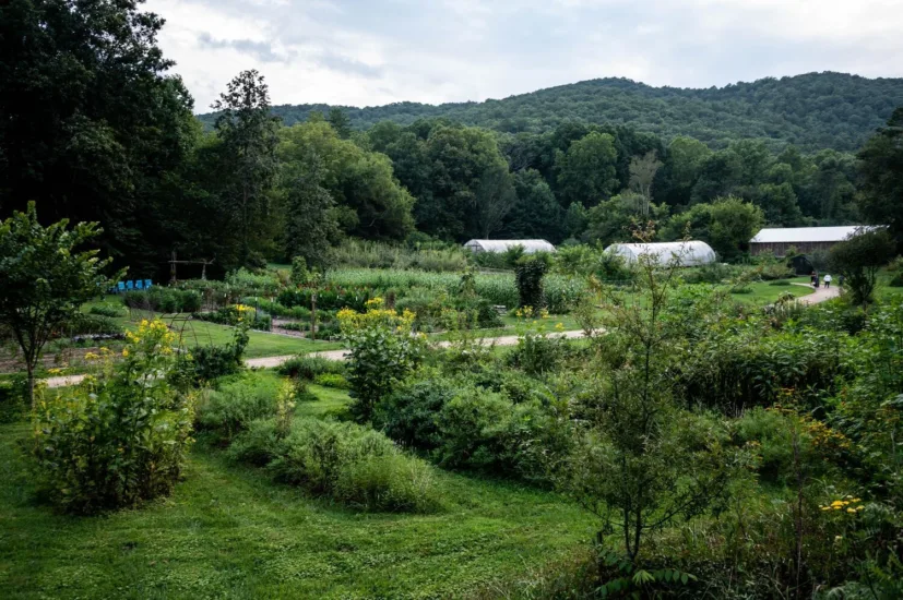 Summer Garden