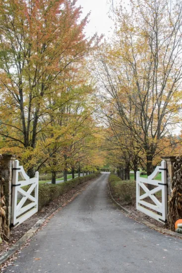 Gate With Fall Trees