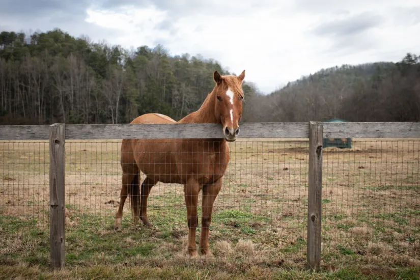 Horse at Fence