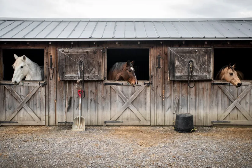 Horses in Stable