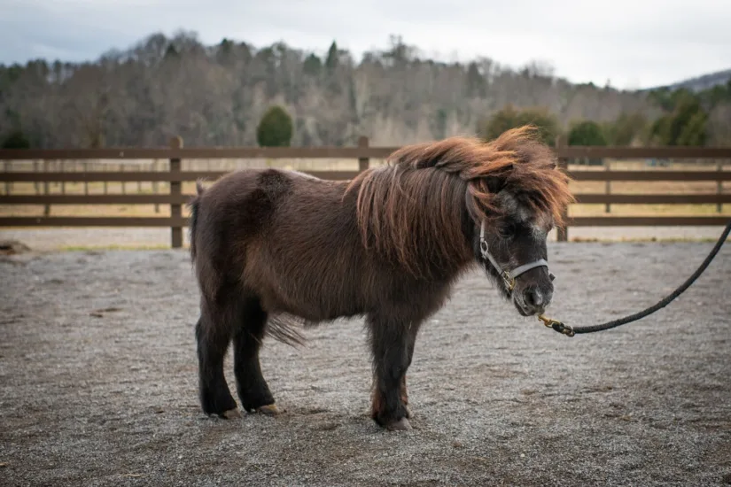 Pony on Lead