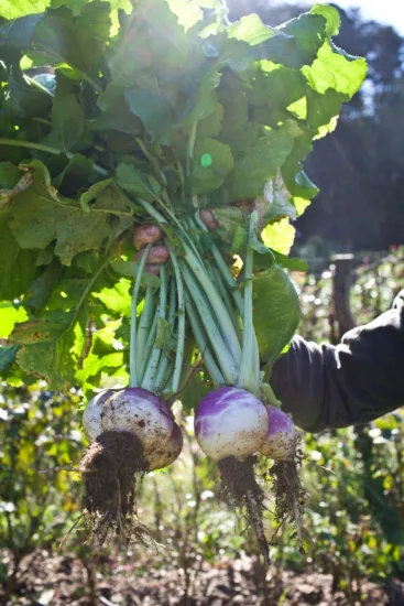 Person Holding Turnips