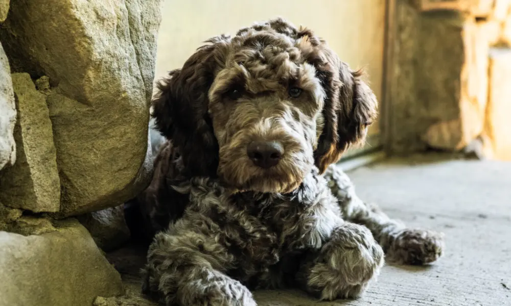 Lagotto Romagnolo Pup