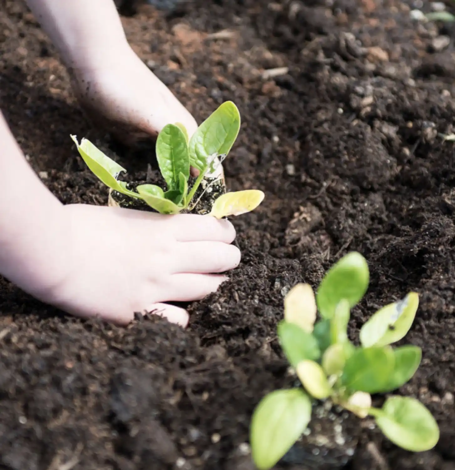Child Planting Vegetables