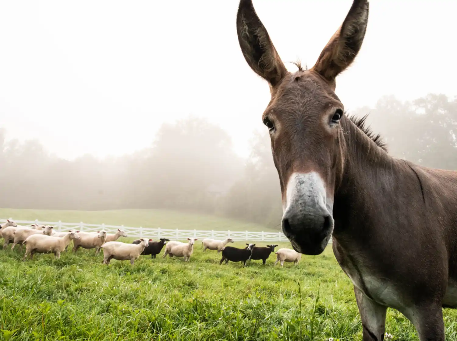 Donkey in Field with Sheep
