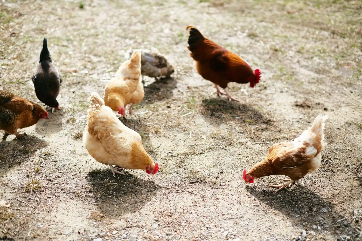 Chickens Eating