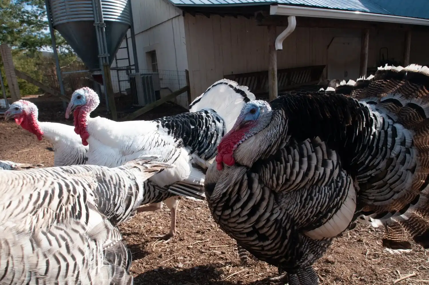 Turkeys