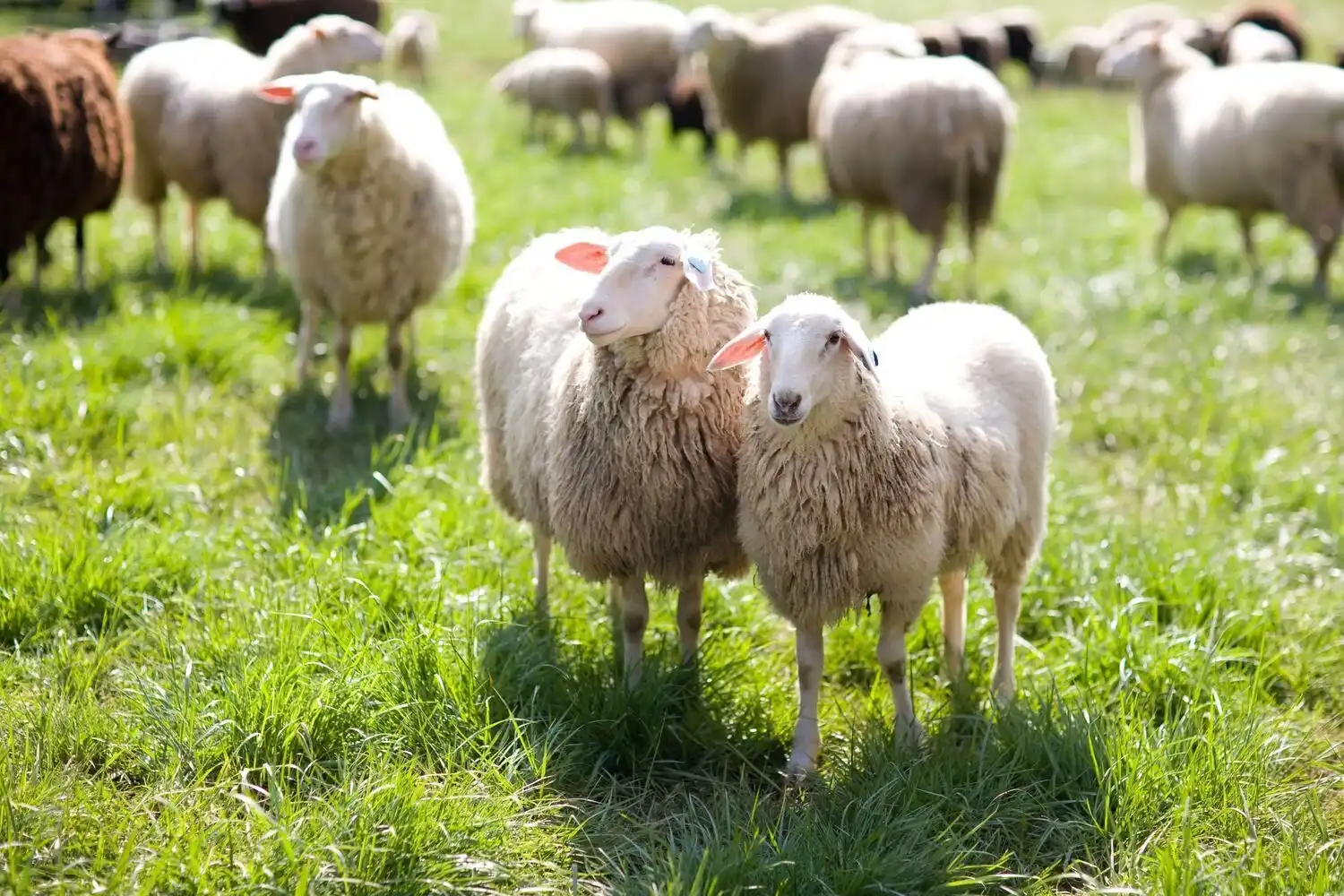 Sheep in the Field