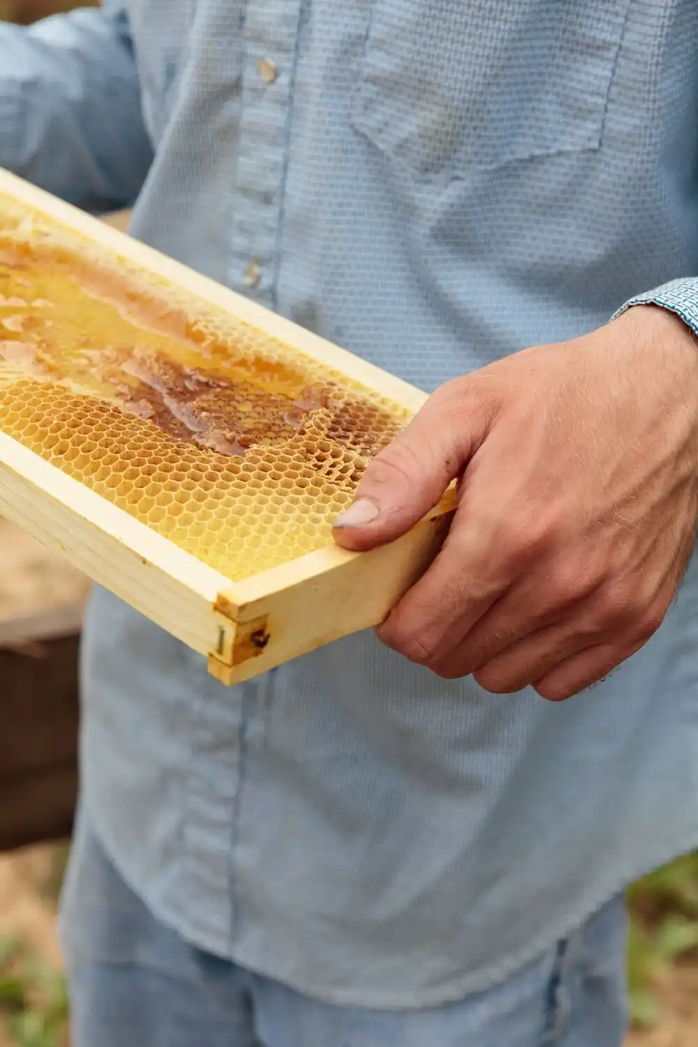 Beekeeper Holding Honey Comb