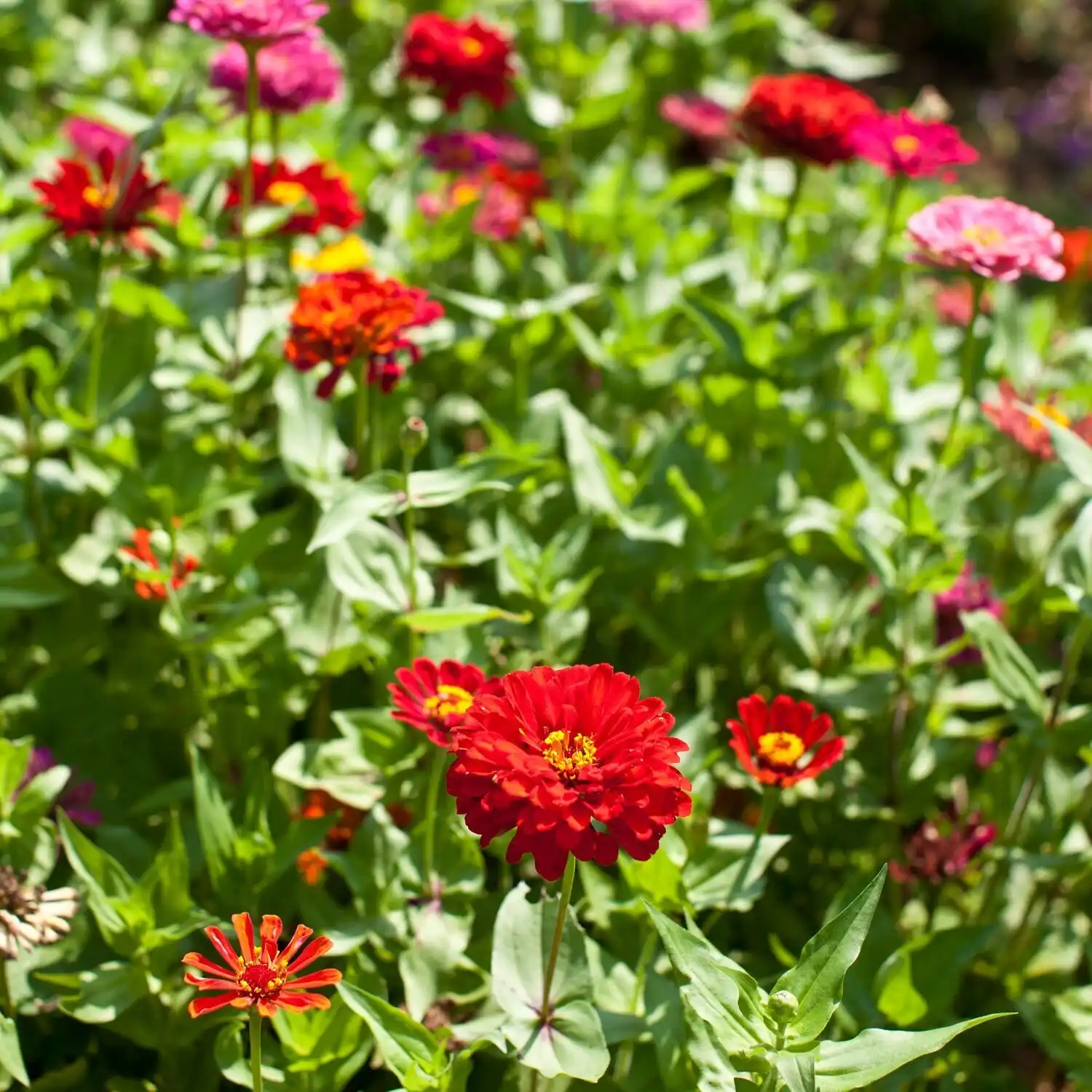 Red Bushel of Flowers