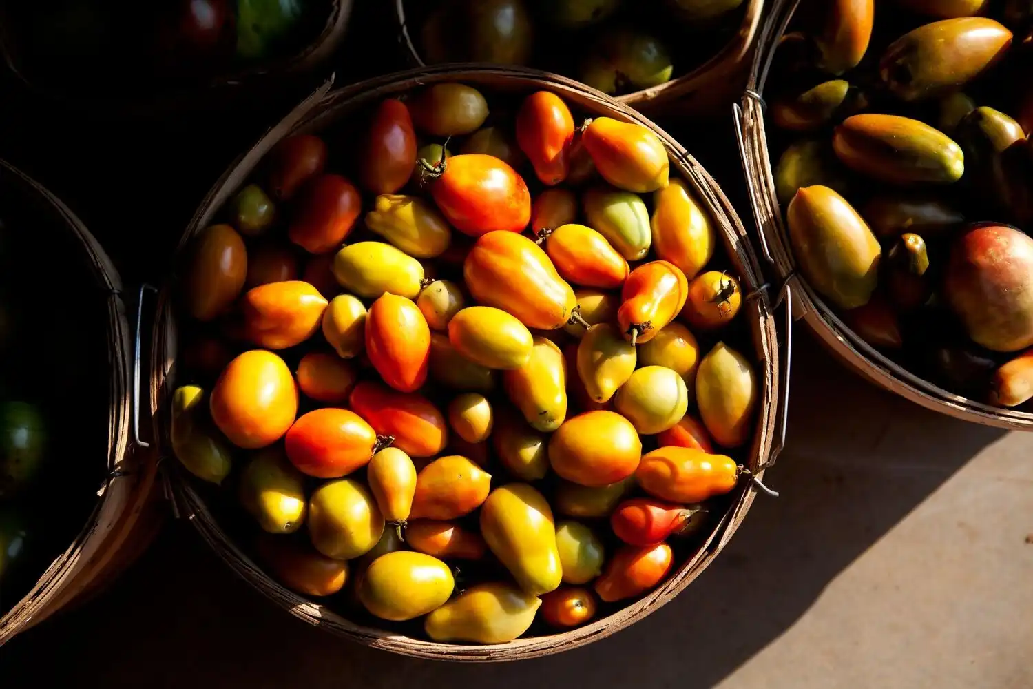 Basket of Tomatoes