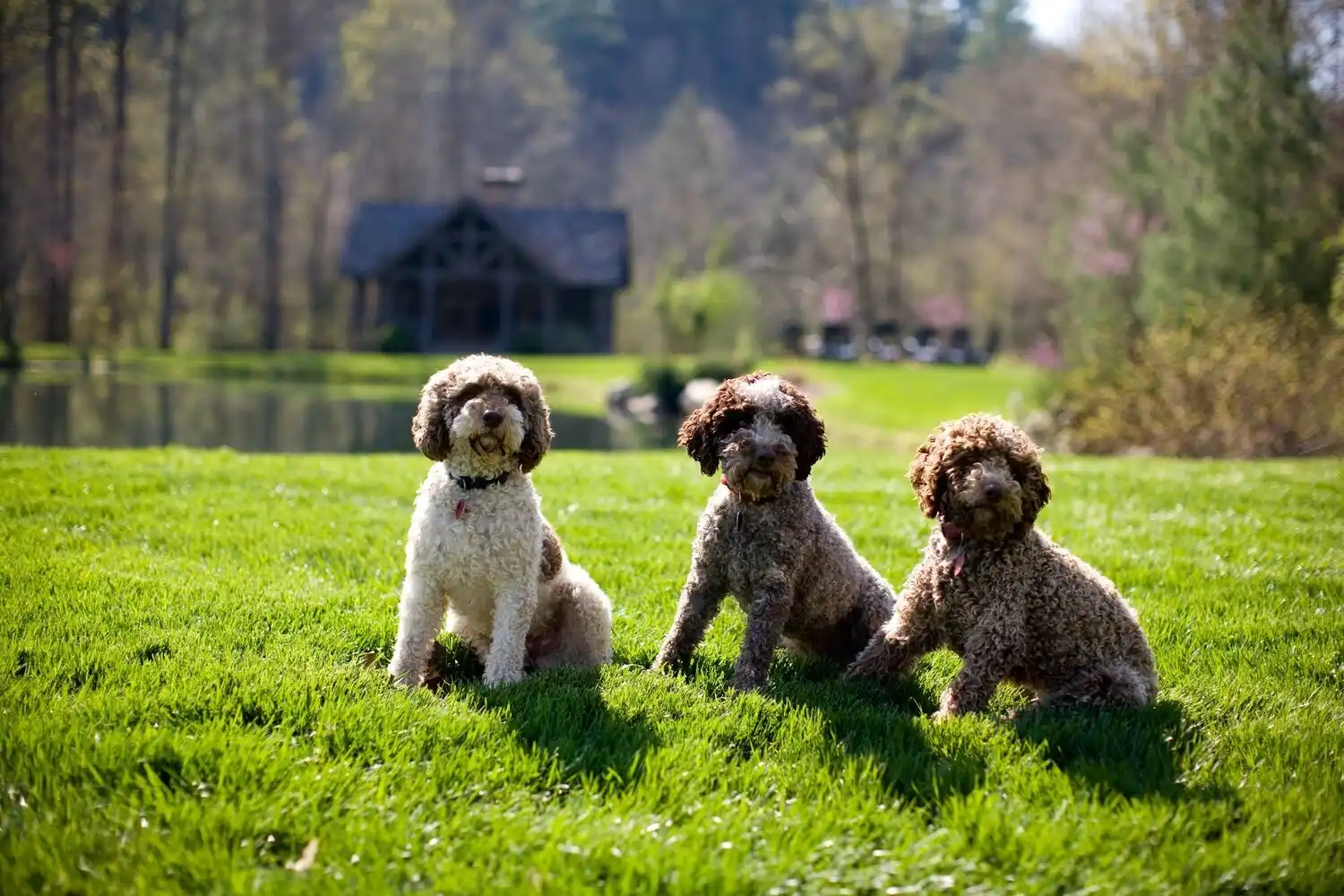Truffle Dogs sitting in green grass
