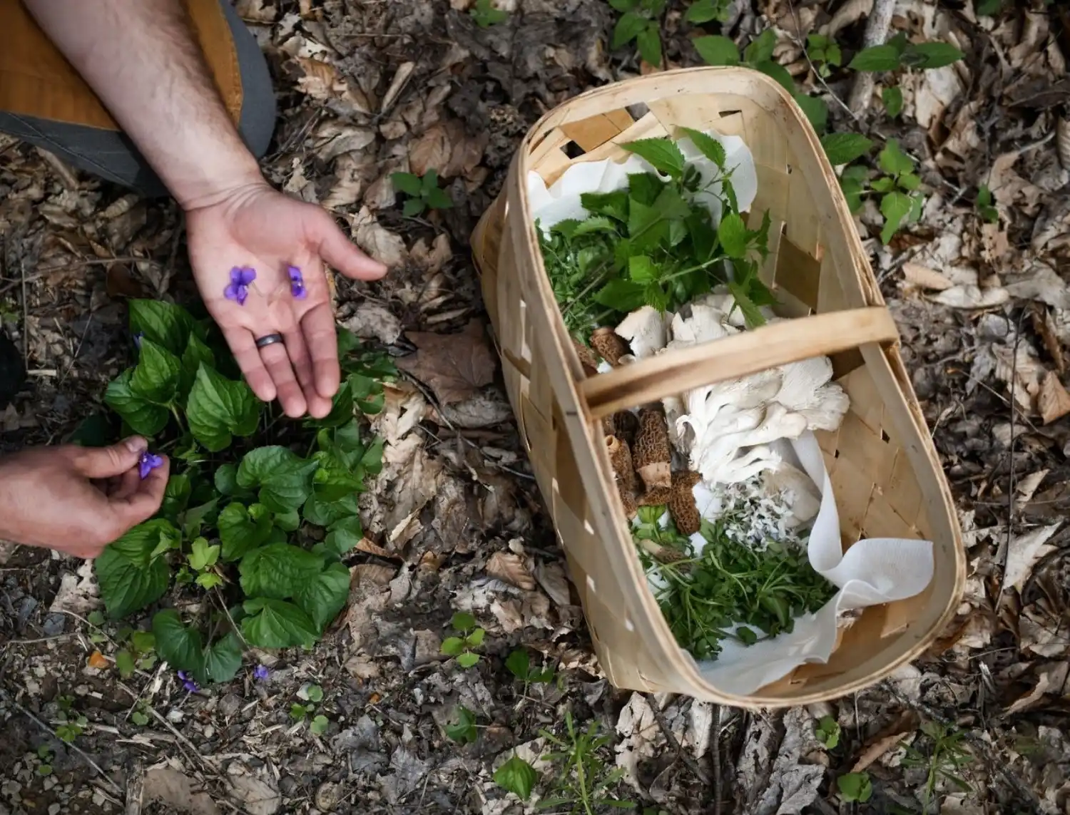 Person Foraging in Garden